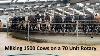 La Traite De 1500 Vaches Sur Un Rotaire De 70 Unités